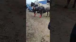 Ат базар Тараз қара күш#malbazar #танк#булдозер#погрузкалошадей#horse #mustang