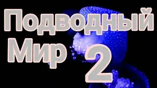 Подводный мир (about nature)