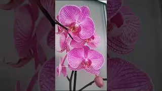 &times;&nbsp;Doritaenopsis | Orchid
