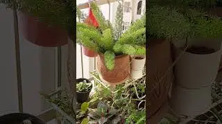 Fengshui Benefits Of Houseplants #fengshui #garden #greenworld #indoorplants