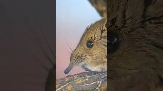 Elephant Nose, Mouse Size 🤯