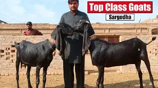 Top Class Beetal Goats Of Qaisar Bhai Sargodha 2025