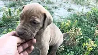 Olympicdogs: Bogan x Sistuh bigbone: &ldquo;Road dog&rdquo; pups @ 4 wks.  Mastiff hybrid guardian dogs