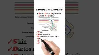 Layers of Scrotum