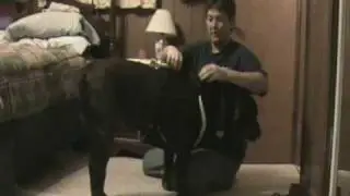 Pet Safety - Seat Belt Restraint For Your Dog