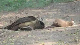 Why do birds take dust baths! Peahen having dirt bath