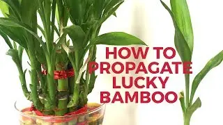 How to grow Lucky Bamboo from cuttings|| How to propagate Lucky Bamboo- Backyard Gardening