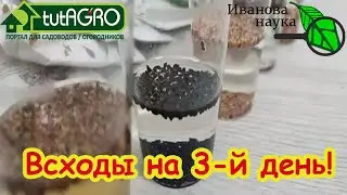 ПРИГОТОВЬТЕСЬ УДИВЛЯТЬСЯ: это домашнее средство разбудит и очень старые семена. Как замочить семена?