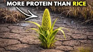 Better Than Rice. Survives Drought, Flood & Desert. Why Don't Stores Sell It?