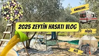 TARLADAN SOFRAYA GERÇEK BİR ZEYTİN HASATI HİKAYESİ | Aile, Mantar, Yağmur, Kaza