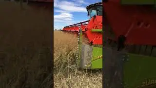 Рапсовый стол для жатки Claas Maxflex