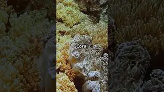 Benthic Ecosystem
