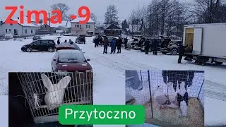 11.01.2026 targ w# Przytocznie kury kaczki gołębi kr&oacute;liki #@