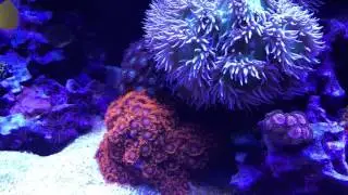 120 Gallon Mixed Reef Tank - Coral Update/Preview