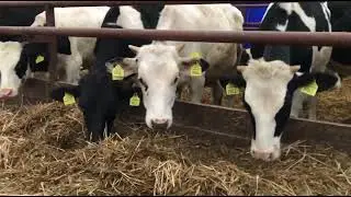 How Cow Give Birth BABY CALF BEING BORN Modern Cows Milking​ Pretty Girl Farm #WithMe​ Milk