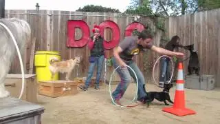 Berkeley Trick Dog Training: Canine Circus Class sept 25, 2011, Bay Area Dog Trainer