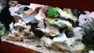 Nice cichlid tank with Texas holey rock