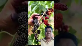 nice fruits farms #fruit #farm #pickingfruit #agriculture #fruitpicking #garden #farming #pick