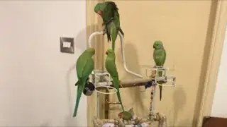 Birds parent lover is live!