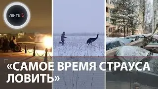 Страуса напоили коньяком | Финн ездит чистить снег в Россию | $500 для таможни | Тайна могильника