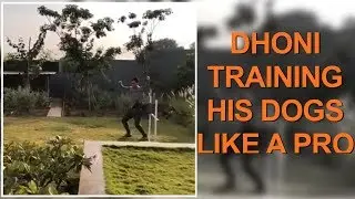 MS Dhoni training his Dogs like a PRO