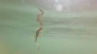 Orange-Bellied Newt