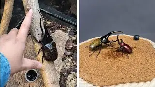 How the Hercules Beetle Earned it's Legendary Strength | Titan of Insect