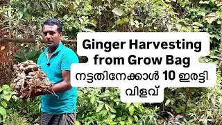 Homegrown Ginger BlissThe Joy of Ginger Harvesting #GingerHarvesting #GrowBagFarming #KitchenGarden