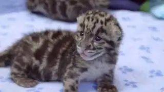 3-week-old clouded leopard cubs