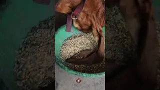 P&S Agro feed😍#bakraeid #bakraeid2025 #bakraeidspecial #bakra #goats #trending #biggoats