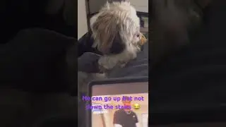 #family #puppy #cute #shihtzu #familyvlog #pets #shorts #dog #dogs #doglife #pet #dogshorts #dogs