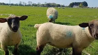 Sheep in nature. Natural sounds of nature. #relaxsounds  #ireland #sheep