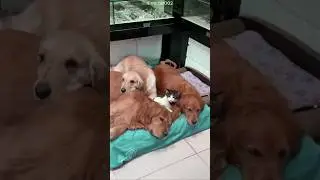 Dogs Love This Cat 😍🐶 Part 1