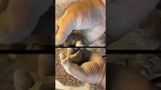 Soft and crispy chalk ASMR #gymchalk #satisfying #shorts