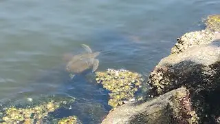 Fauna Marinha da Urca
