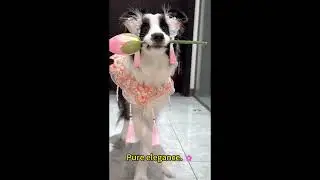 The Lotus Princess Strut: Border Collie Edition 🐶🌷#bordercollie  #cutepets  #doglovers #hanfu