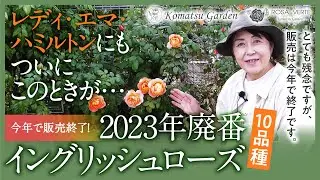 【バラの品種紹介】今年で廃番イングリッシュローズ 2023