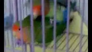 My gay birds??