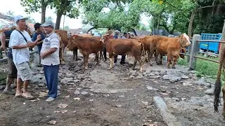 BARANG LANGKA‼️UPDATE SAPI LEMU PAGI INI || PASAR SAPI TERTEK PARE KEDIRI ||