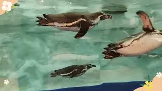 Cute Penguins @ Cebu Ocean Park #cebu #penguins #philippines 
