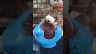 Pigeon treatment 1632 #birds​ #pigeon​ #pets​ #USA #America #USATips #AmericanLife #usashorts
