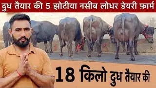 5 भैंस झोटी 15 से 18 किलो की ताजा ब्याई सब मिलेंगी। Naseeb Lodhar Dairy Farm नया धमाका