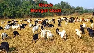 Beautiful goat grazing video | black Bengal goat & kids sound | bd goat farming videos | aaam vlog