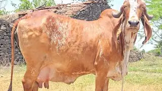 #cow #new #animals #organic #villagelife #trending #gircowgujaratbhavngar #farming #gircow #kankrej