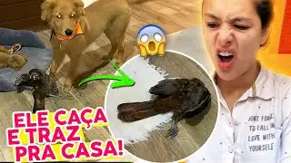 Final de semana com MEU CACHORRO TERRORISTA!!