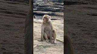 Monkey #Bandar ||Monkey #Bajrang Bali #Hanuman