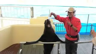 マリンワールド海の中道　アシカ ＆ イルカショー 2023/4
