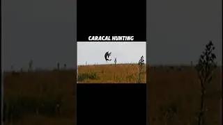 caracal attacks bird #trending #animals #caracal #wildlife #viralvideo #youtubeshorts #tiger #lion