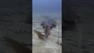 Ocean Wanderer: The Swimming Guitar Shark