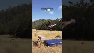 If animals did Parkour 😂 Part 1